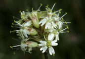 Σιληνη (Silene roemeri) στη Τυμφη
