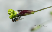 Σιληνη (Silene parnassica) στη Τυμφη