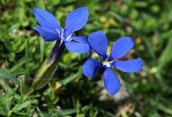 Gentiana verna στο Σμολικα
