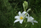 Lilium candidum στο φαραγγι του Βικου