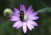 Xeranthemum annuum στο φαραγγι του Βικου