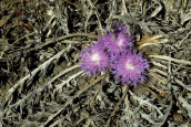 Atractylis gummifera στη Παρνηθα