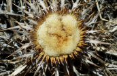 Atractylis gummifera στη Παρνηθα