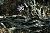 Κολχικο (Colchicum cupanii) και ξερα φυλλα ασφοδελου στη Μυκονο