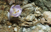 Κολχικο (Colchicum cupanii) στη Μυκονο