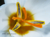 Crocus biflorus subsp. melantherus στη Ζηρεια
