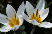 Crocus biflorus subsp. melantherus στη Ζηρεια