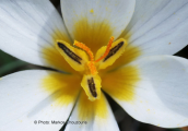 Crocus biflorus subsp. melantherus στη Ζηρεια