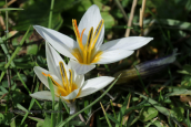 Crocus biflorus subsp. melantherus στη Ζηρεια