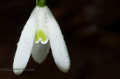 Γαλανθος (Galanthus reginae-olgae) στον Ταυγετο
