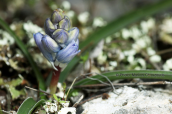 Bellevalia hyacinthoides στο Σχινια