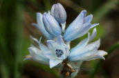 Bellevalia hyacinthoides στο Σχινια