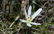 Κολχικο (Colchicum soboliferum) στη λιμνοθαλασσα Ωρωπου