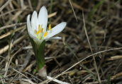 Κολχικο (Colchicum soboliferum) στη λιμνοθαλασσα Ωρωπου