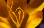 Κροκος (Crocus flavus ssp atticus) στη Παρνηθα