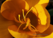 Κροκος (Crocus olivieri) στη Παρνηθα