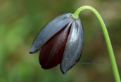 Φριτιλλαρια (Fritillaria obliqua) στο Σχινια