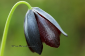 Φριτιλλαρια (Fritillaria obliqua) στο Σχινια