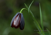 Φριτιλλαρια (Fritillaria obliqua) στο Σχινια