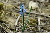 Hyacinthella leucophaea ssp. atchleyi στην Αττικη
