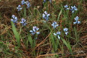 Hyacinthella leucophaea ssp. atchleyi στην Αττικη