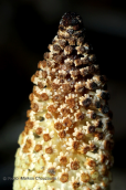 Equisetum telmateia στη Παρνηθα