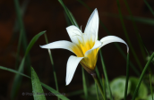 Romulea bulbocodium στη Παρνηθα