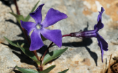 Vinca herbacea στο Μαιναλο