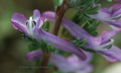 Corydalis solida στο Μαιναλο