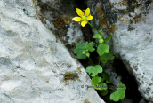 Saxifraga sibthorpii στη Γκιωνα