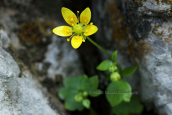 Saxifraga sibthorpii στη Γκιωνα