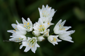 Allium phthioticum στη Γκιωνα