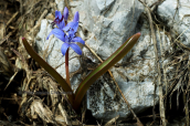 Scilla bifolia στη Γκιωνα