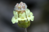 Τσαι του βουνου (Sideritis raeseri subsp. attica) στη Παρνηθα