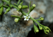 Thesium sp. στη Παρνηθα