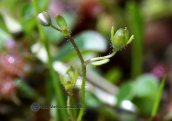 Veronica oetaea στην Οιτη