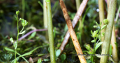 Veronica oetaea στην Οιτη