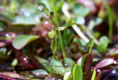 Veronica oetaea στην Οιτη