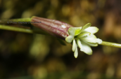 Σιληνη (Silene parnassica) στα Βαρδουσια