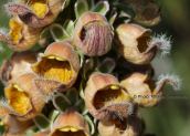 Digitalis ferruginea στα Βαρδουσια