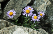 Aster alpinus στο Γραμμο