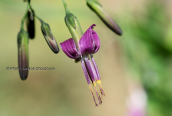 Prenanthes purpurea στο Γραμμο