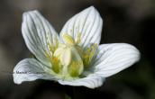 Parnassia palustris στο Γραμμο