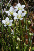 Parnassia palustris στο Γραμμο
