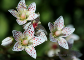 Saxifraga rotundifolia στο Γραμμο