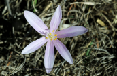 Κολχικο (Colchicum parlatoris) στη Μεσσηνια στη Πελοποννησο