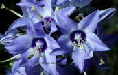 Καμπανουλα (Campanula versicolor) στη Μεσσηνια στη Πελοποννησο