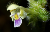 Galeopsis speciosa στη Ροδοπη
