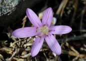 Κολχικο (Colchicum cupanii) στη Δηλο