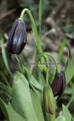 Μαύρη Φριτιλλάρια (Fritillaria obliqua) στην Αττικη